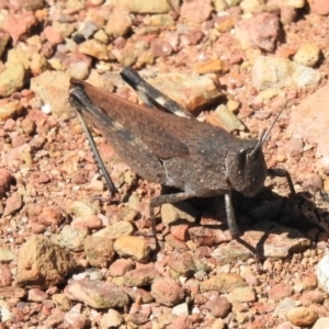 Goniaea opomaloides at Paddys River, ACT - 26 Feb 2021