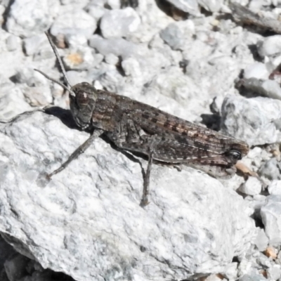 Peakesia hospita (Common Peakesia Grasshopper) at Paddys River, ACT - 26 Feb 2021 by JohnBundock