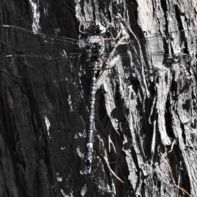 Austroaeschna multipunctata (Multi-spotted Darner) at Paddys River, ACT - 26 Feb 2021 by JohnBundock