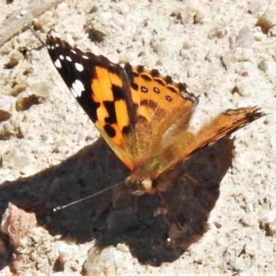 Vanessa kershawi (Australian Painted Lady) at Bullen Range - 26 Feb 2021 by JohnBundock