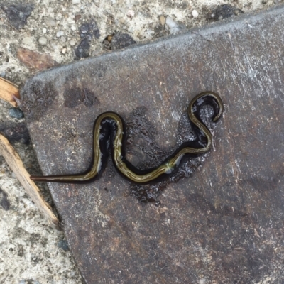 Caenoplana bicolor (Two-tone Planarian) at Waramanga, ACT - 27 Feb 2021 by LOz