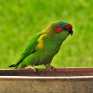 Glossopsitta concinna at Wanniassa, ACT - 27 Feb 2021