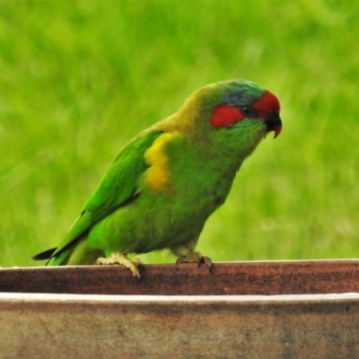 Glossopsitta concinna (Musk Lorikeet) at Wanniassa, ACT - 27 Feb 2021 by JohnBundock