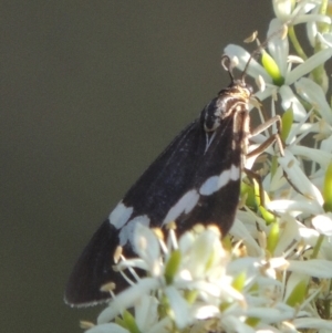 Nyctemera amicus at Uriarra Village, ACT - 20 Jan 2021 08:10 PM