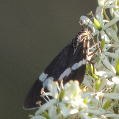 Nyctemera amicus (Senecio Moth, Magpie Moth, Cineraria Moth) at Uriarra Village, ACT - 20 Jan 2021 by MichaelBedingfield