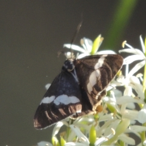 Nyctemera amicus at Uriarra Village, ACT - 20 Jan 2021