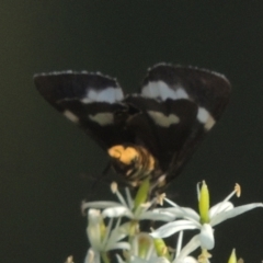 Nyctemera amicus at Uriarra Village, ACT - 20 Jan 2021 08:10 PM