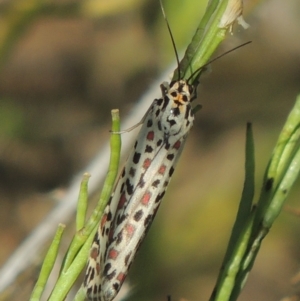 Utetheisa pulchelloides at Stromlo, ACT - 20 Jan 2021 06:58 PM