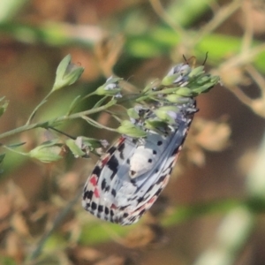 Utetheisa pulchelloides at Stromlo, ACT - 20 Jan 2021 06:58 PM