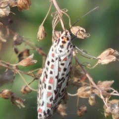 Utetheisa pulchelloides at Stromlo, ACT - 20 Jan 2021 06:58 PM