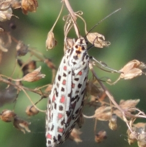 Utetheisa pulchelloides at Stromlo, ACT - 20 Jan 2021 06:58 PM