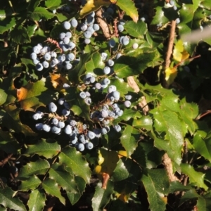 Berberis aquifolium at Uriarra Village, ACT - 20 Jan 2021 08:26 PM