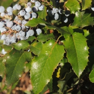 Berberis aquifolium at Uriarra Village, ACT - 20 Jan 2021 08:26 PM