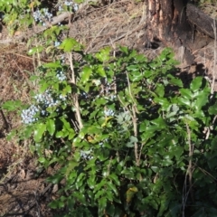 Berberis aquifolium at Uriarra Village, ACT - 20 Jan 2021 08:26 PM