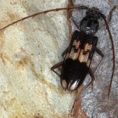 Phoracantha semipunctata (Common Eucalypt Longicorn) at Majura, ACT - 26 Feb 2021 by jb2602