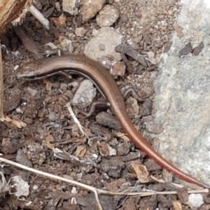 Morethia boulengeri at Holt, ACT - 27 Feb 2021