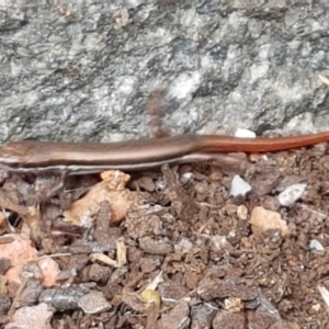 Morethia boulengeri at Holt, ACT - 27 Feb 2021