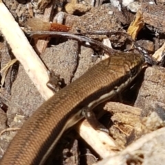 Morethia boulengeri at Holt, ACT - 27 Feb 2021