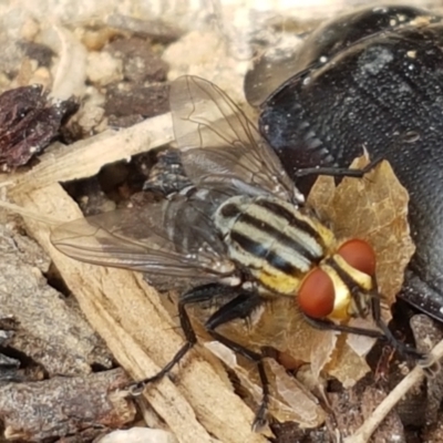 Sarcophagidae sp. (family) (Unidentified flesh fly) at Holt, ACT - 27 Feb 2021 by tpreston