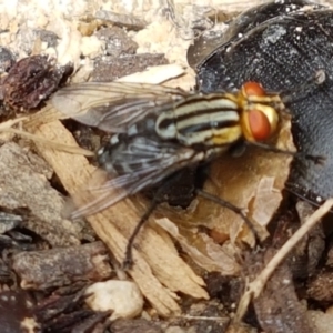 Sarcophagidae sp. (family) at Holt, ACT - 27 Feb 2021