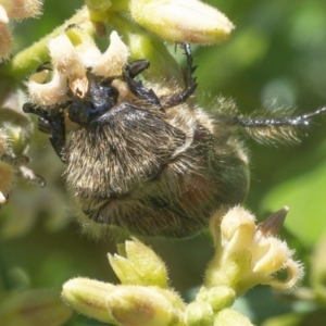 Bisallardiana gymnopleura at Acton, ACT - 26 Feb 2021