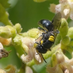 Hylaeus (Euprosopoides) rotundiceps (Hylaeine colletid bee) at Acton, ACT - 26 Feb 2021 by WHall
