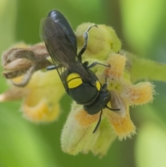 Hylaeus (Euprosopoides) rotundiceps at Acton, ACT - 26 Feb 2021 11:36 AM