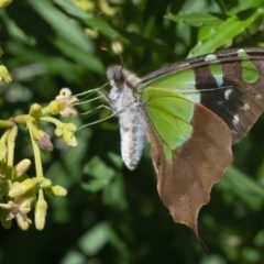 Graphium macleayanum (Macleay's Swallowtail) at Acton, ACT - 26 Feb 2021 by WHall