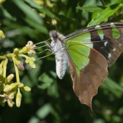 Graphium macleayanum (Macleay's Swallowtail) at Acton, ACT - 26 Feb 2021 by WHall