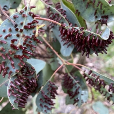 Apiomorpha sp. (genus) (A gall forming scale) at Wandiyali-Environa Conservation Area - 25 Feb 2021 by Wandiyali