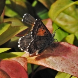 Lucia limbaria at Wanniassa, ACT - 27 Feb 2021