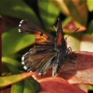 Lucia limbaria at Wanniassa, ACT - 27 Feb 2021