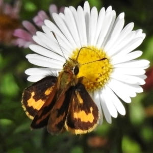 Ocybadistes walkeri at Wanniassa, ACT - 27 Feb 2021