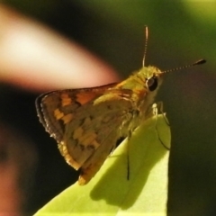 Ocybadistes walkeri at Wanniassa, ACT - 27 Feb 2021