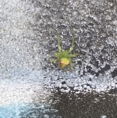 Araneus circulissparsus (species group) (Speckled Orb-weaver) at Stirling, ACT - 27 Feb 2021 by EggShell