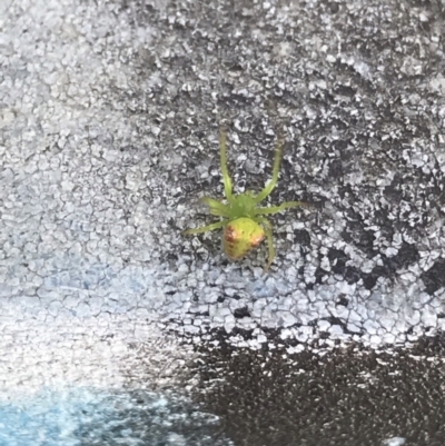 Araneus circulissparsus (species group) (Speckled Orb-weaver) at Stirling, ACT - 27 Feb 2021 by EggShell