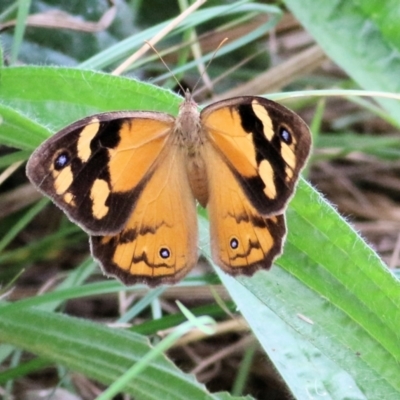 Heteronympha merope (Common Brown Butterfly) at Felltimber Creek NCR - 27 Feb 2021 by KylieWaldon