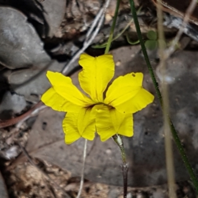 Goodenia hederacea subsp. hederacea (Ivy Goodenia, Forest Goodenia) at Karabar, NSW - 27 Feb 2021 by tpreston