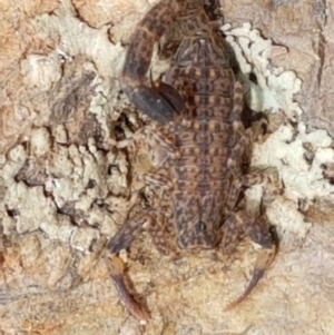 Lychas marmoreus at Karabar, NSW - 27 Feb 2021 02:46 PM