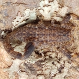 Lychas marmoreus at Karabar, NSW - 27 Feb 2021 02:46 PM