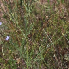 Linum marginale (Native Flax) at Gundaroo, NSW - 26 Feb 2021 by MaartjeSevenster