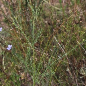 Linum marginale at Gundaroo, NSW - 27 Feb 2021