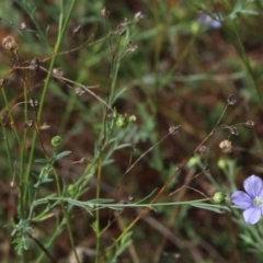 Linum marginale at Gundaroo, NSW - 27 Feb 2021