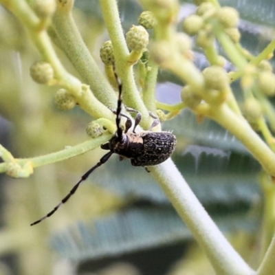 Ancita marginicollis (A longhorn beetle) at West Wodonga, VIC - 27 Feb 2021 by Kyliegw