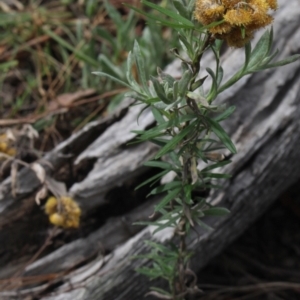 Chrysocephalum apiculatum at Gundaroo, NSW - 27 Feb 2021 10:33 AM