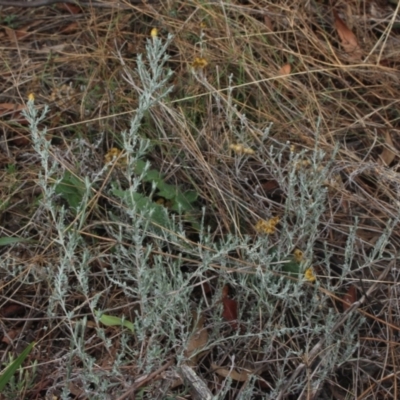 Chrysocephalum sp. (Everlasting) at Gundaroo, NSW - 26 Feb 2021 by MaartjeSevenster