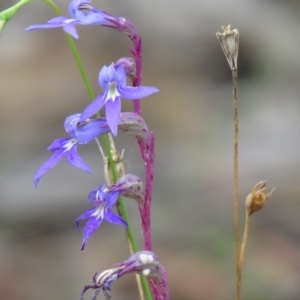 Lobelia gibbosa at Carwoola, NSW - 27 Feb 2021 11:15 AM