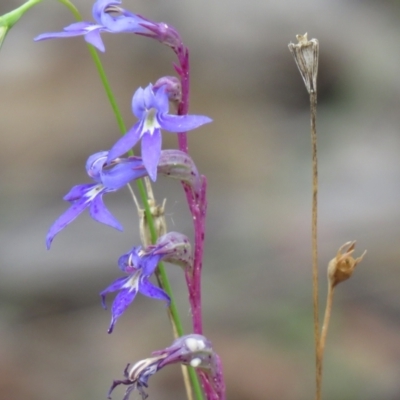 Lobelia gibbosa (Tall Lobelia) at Carwoola, NSW - 27 Feb 2021 by SandraH