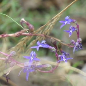 Lobelia gibbosa at Carwoola, NSW - 27 Feb 2021 11:15 AM