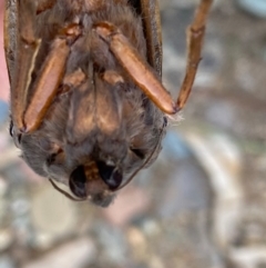 Abantiades (genus) (A Swift or Ghost moth) at Kowen, ACT - 15 Feb 2021 by Ghostbat
